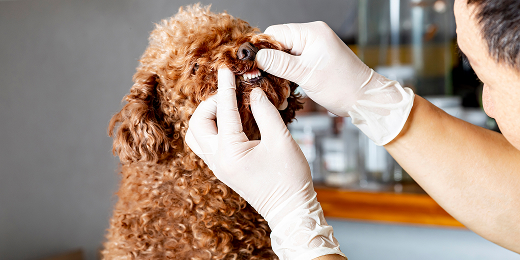 Khám sức khỏe định kỳ và chăm sóc phòng ngừa