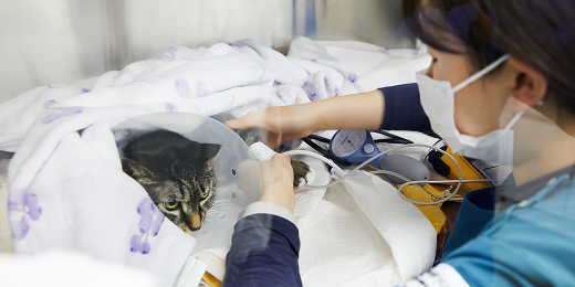 Phục hồi và chăm sóc liên tục