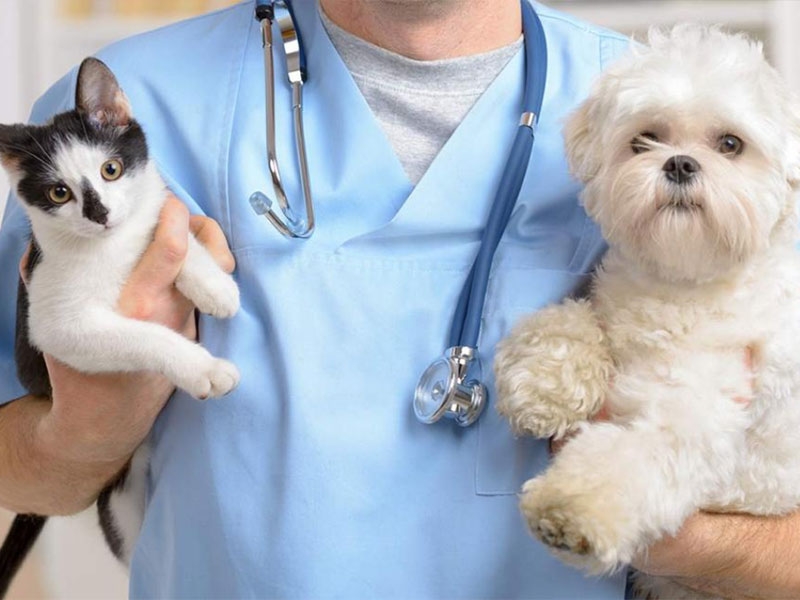 Cách chọn thức ăn cho cún con chất lượng dầy đủ dinh dưỡng