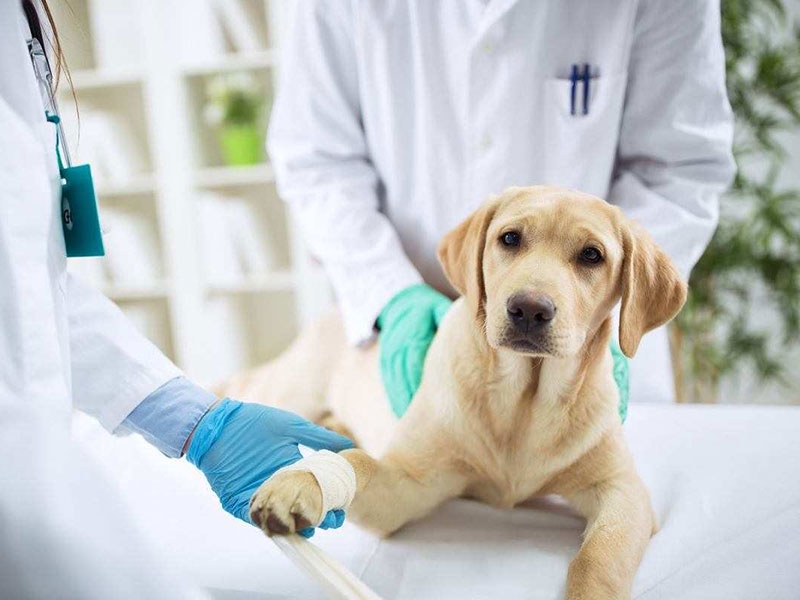 Chương trình siêu sale thức ăn cho cún con tháng 5