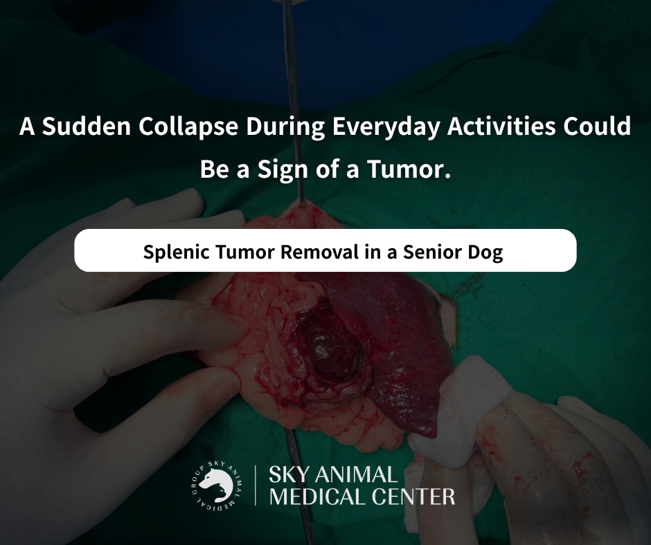 Could Sudden Fainting During Play Be a Sign of a Tumor?