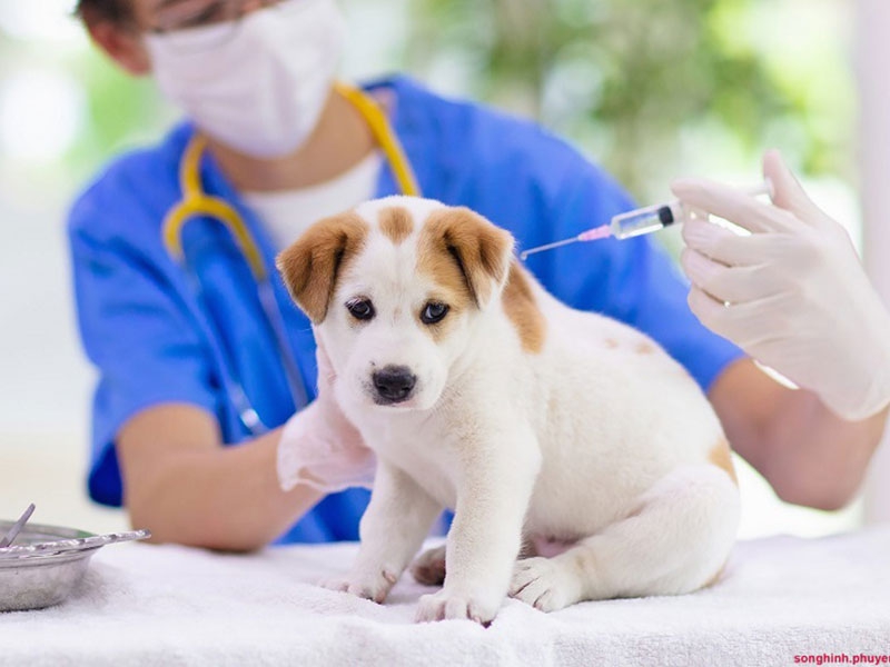 Hiểu rõ nhu cầu dinh dưỡng của cún con