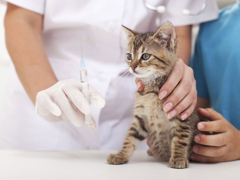 Hiểu rõ nhu cầu dinh dưỡng của cún con