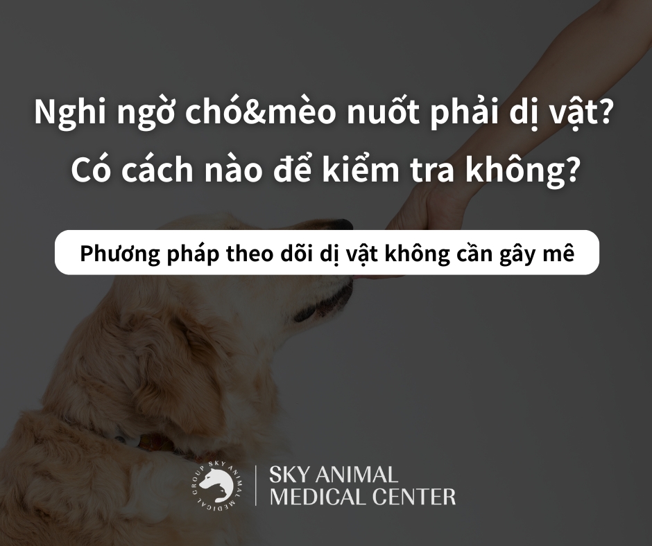 hông chắc thú cưng có nuốt dị vật? Hãy theo dõi dị vật trước khi nội soi!