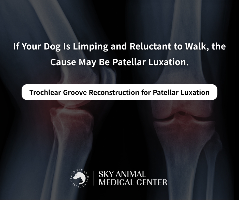 If Your Dog Is Limping and Reluctant to Walk, the Cause May Be Patellar Luxation.