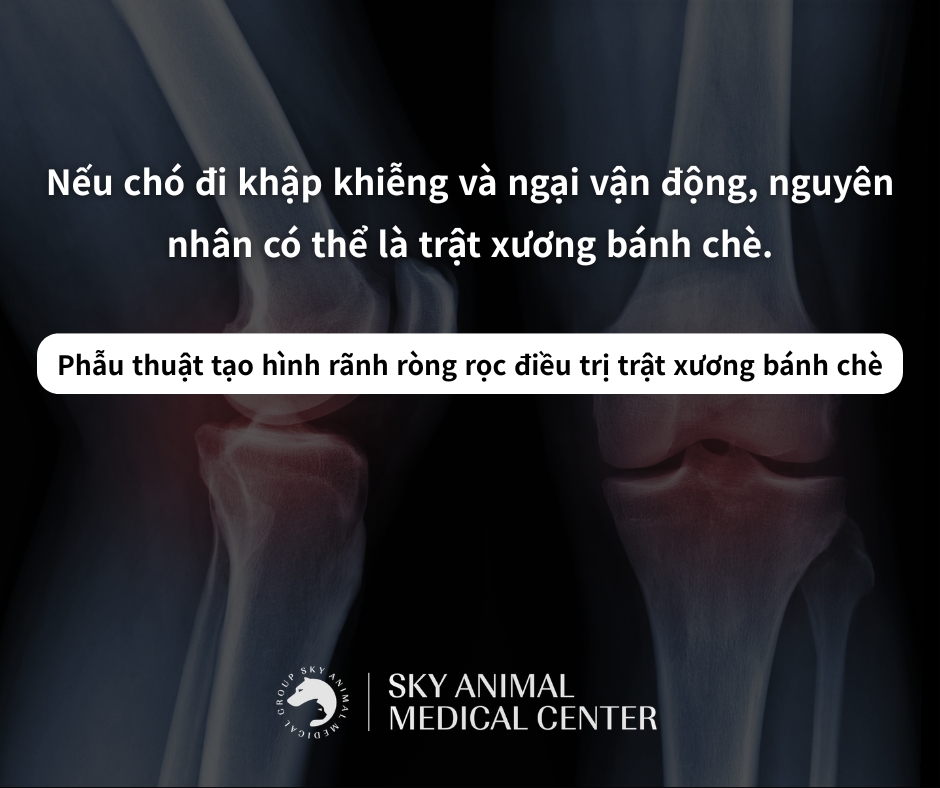 Nếu chó đi khập khiễng và ngại vận động, nguyên nhân có thể là trật xương bánh chè.