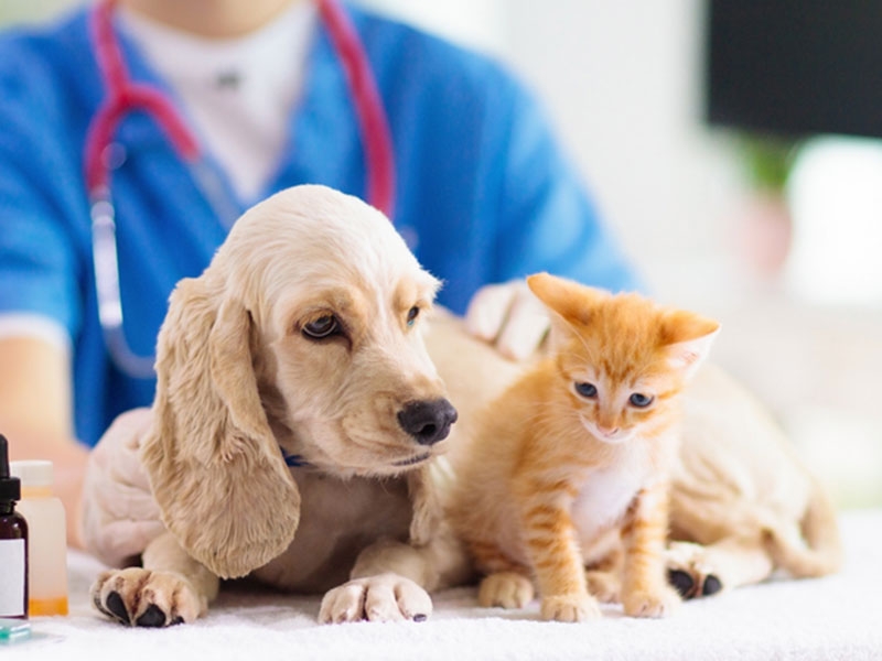 Tiêu chí chọn thức ăn cho cún con chất lượng