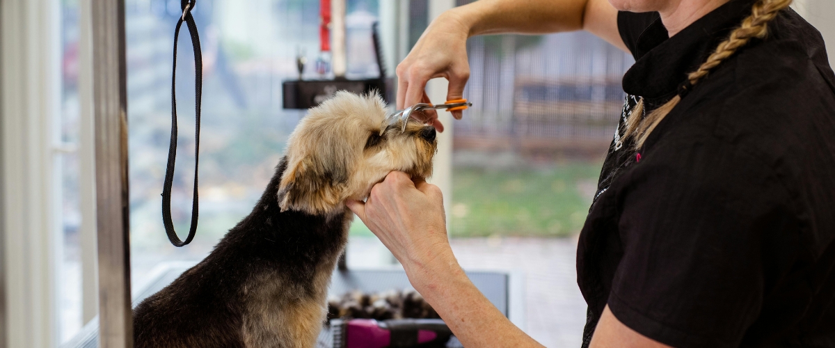Dịch vụ Grooming