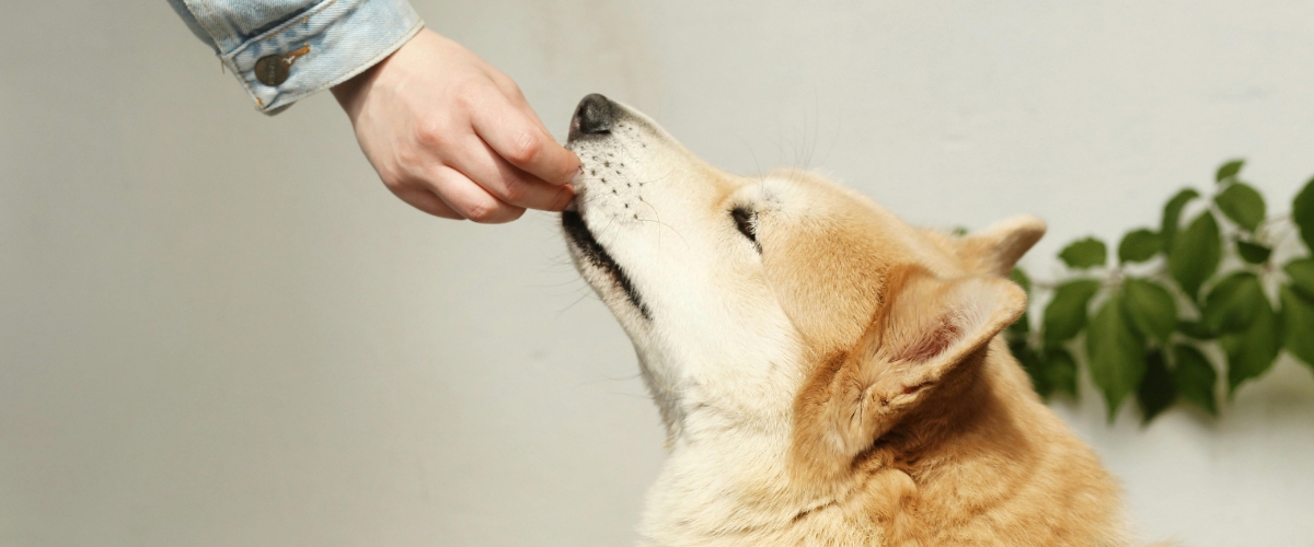 Dịch vụ Khách sạn Thú cưng